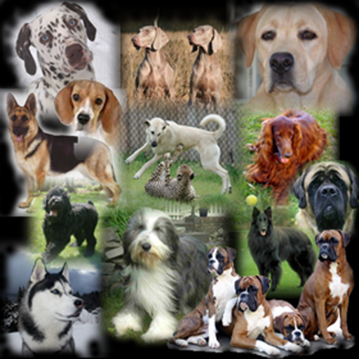 You Dont Know Dog 2 logo