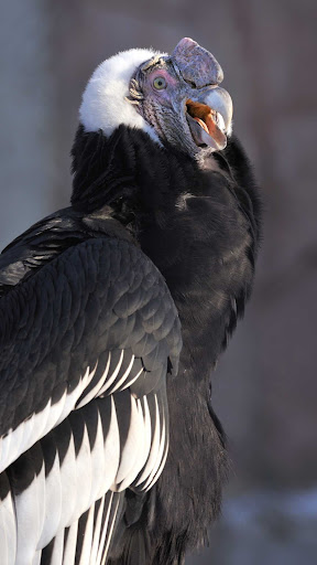 Andean Condor Wallpaper