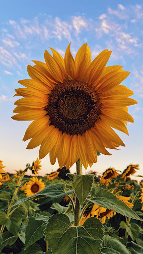 Android application Sunflower Wallpaper screenshort