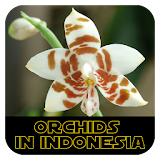 Orchids in Indonesia icon