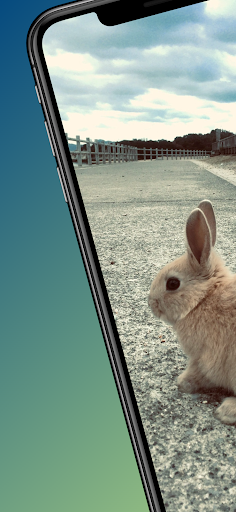 Rabbit wallpapers-4k animals