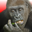 Herunterladen Flying Gorilla Installieren Sie Neueste APK Downloader