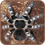 Cover Image of ダウンロード Spider Wallpaper  APK