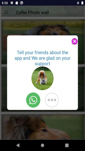 collie dog wallpaper Screen 3