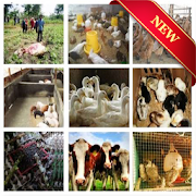 Cultivation of Livestock