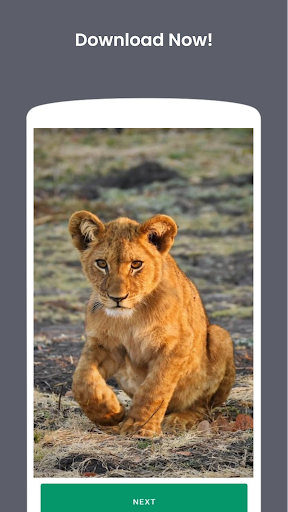 Animal flashcards offline