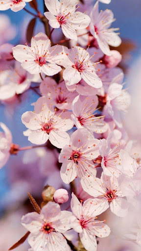 Spring wallpaper Screen 2