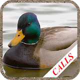 Duck hunting calls icon