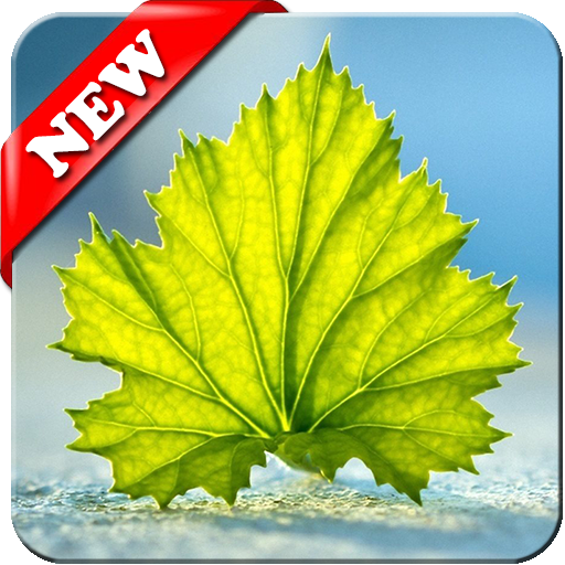 Green Leaf Wallpaper 4K Download on Windows