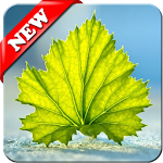 Cover Image of Download Green Leaf Wallpaper 4K  APK