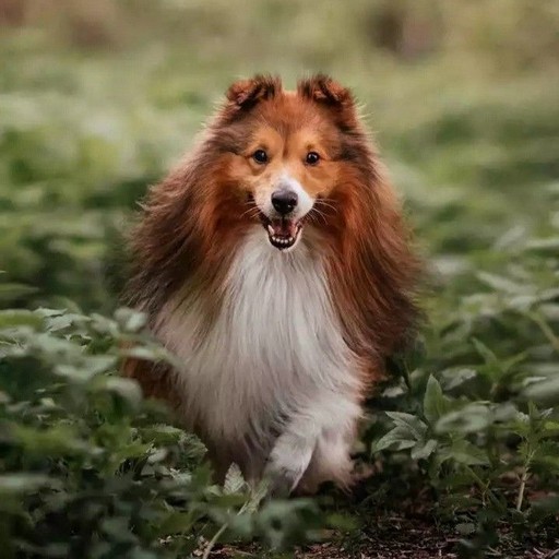 Shetland Sheepdog logo