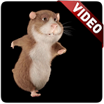 Cover Image of ดาวน์โหลด Hamster Video Live Wallpaper  APK