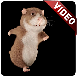 Icon image Hamster Video Live Wallpaper