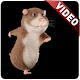 Hamster Video Live Wallpaper APK