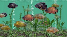 Oscar Fish Aquarium TV Liveのおすすめ画像2