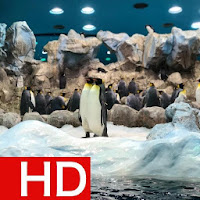 Penguin Wallpapers HD Offline