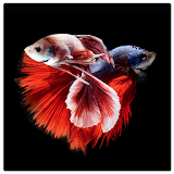 Siamese Fish Wallpaper icon