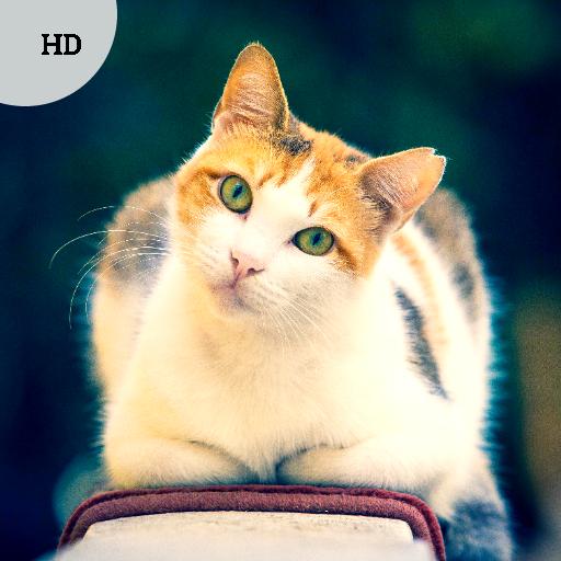 Kitten Sounds - AppWisp.com