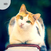 Top 35 Music & Audio Apps Like Kitten Sounds - Kitten Meow Sound - Best Alternatives
