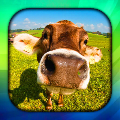 Cow Live Wallpaper - AppWisp.com