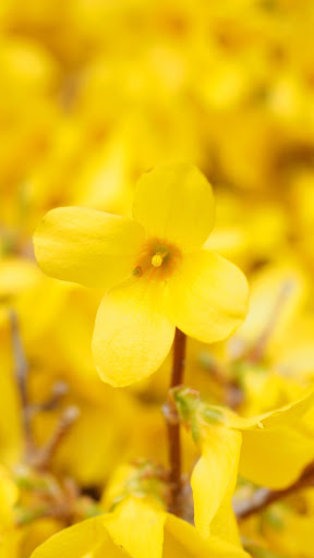 Forsythia Wallpaper Screen 2