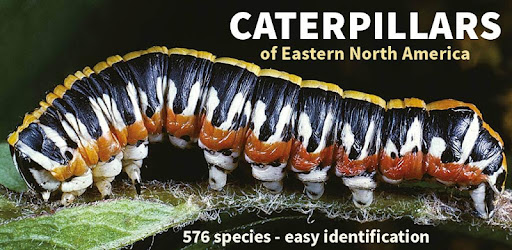 Caterpillar Id USA East Coast