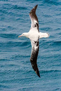 Albatross Sea Bird Wallpaper