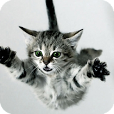Cat Jumping Live Wallpaper icon