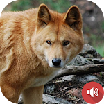 Cover Image of ダウンロード Dingo sounds  APK