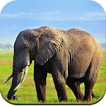 Cover Image of Download Elephant Wallpaper 1.02 APK