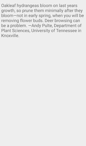 Ruby Slippers oakleaf hydrange