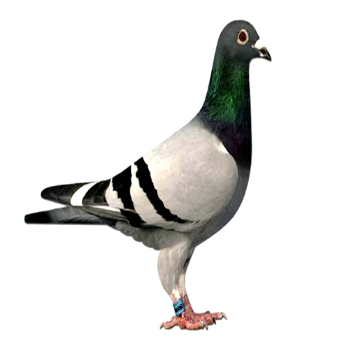 Pigeon Voice Ringtone Free Download