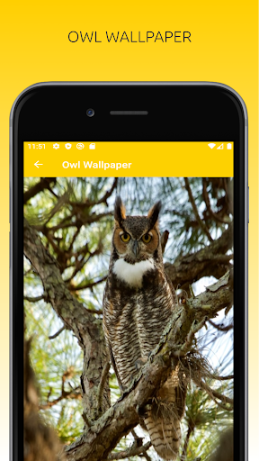 Awesome Owl Wallpapers HD