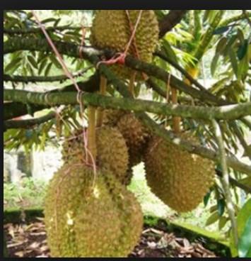 Bonsai Fruit in the Pot