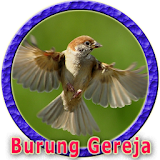 Burung Gereja Gacor icon