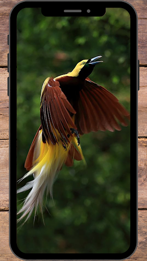 Burung Cendrawasih Wallpaper