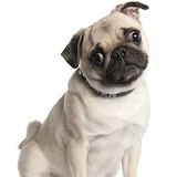 Pug Dog Wallpapers icon