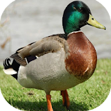 Ducky Bhai icon