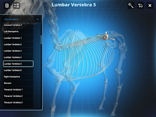 Bone Viewer - Horse Skeleton - Screenshot 3