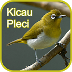 Cover Image of Download Kicauan Pleci Gacor Ngerol - Offline 1.1 APK