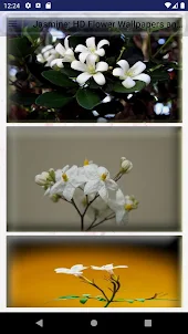 Jasmine: HD Flower Wallpapers
