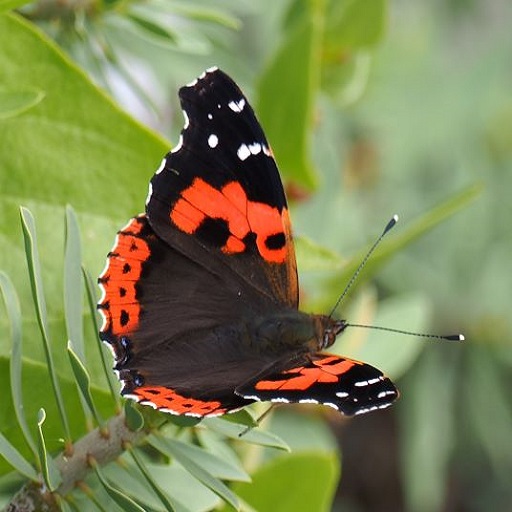 Butterflies of Canary Islands logo
