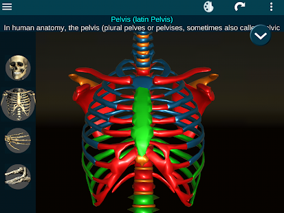 Osseous System in 3D (Anatomy) screenshots 13