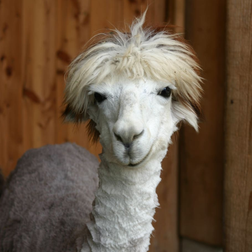 Alpaca Llama Wallpapers HD