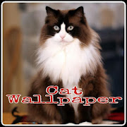 Kucing anggora wallpaper