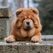 Chow Chow Wallpapers - Androidアプリ