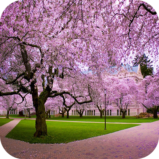 Cherry Blossom 4K Wallpaper