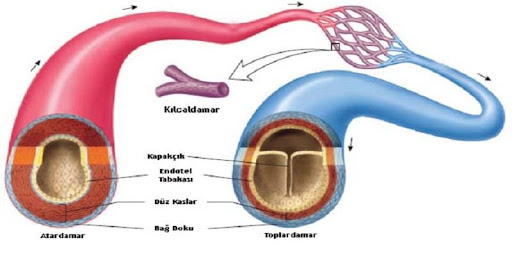 LYS BİYOLOJİ İNSAN  FİZYOLOJİSİ