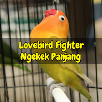 Lovebird Fighter Ngekek Gacor