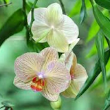 Orchid Jigsaw Puzzles icon